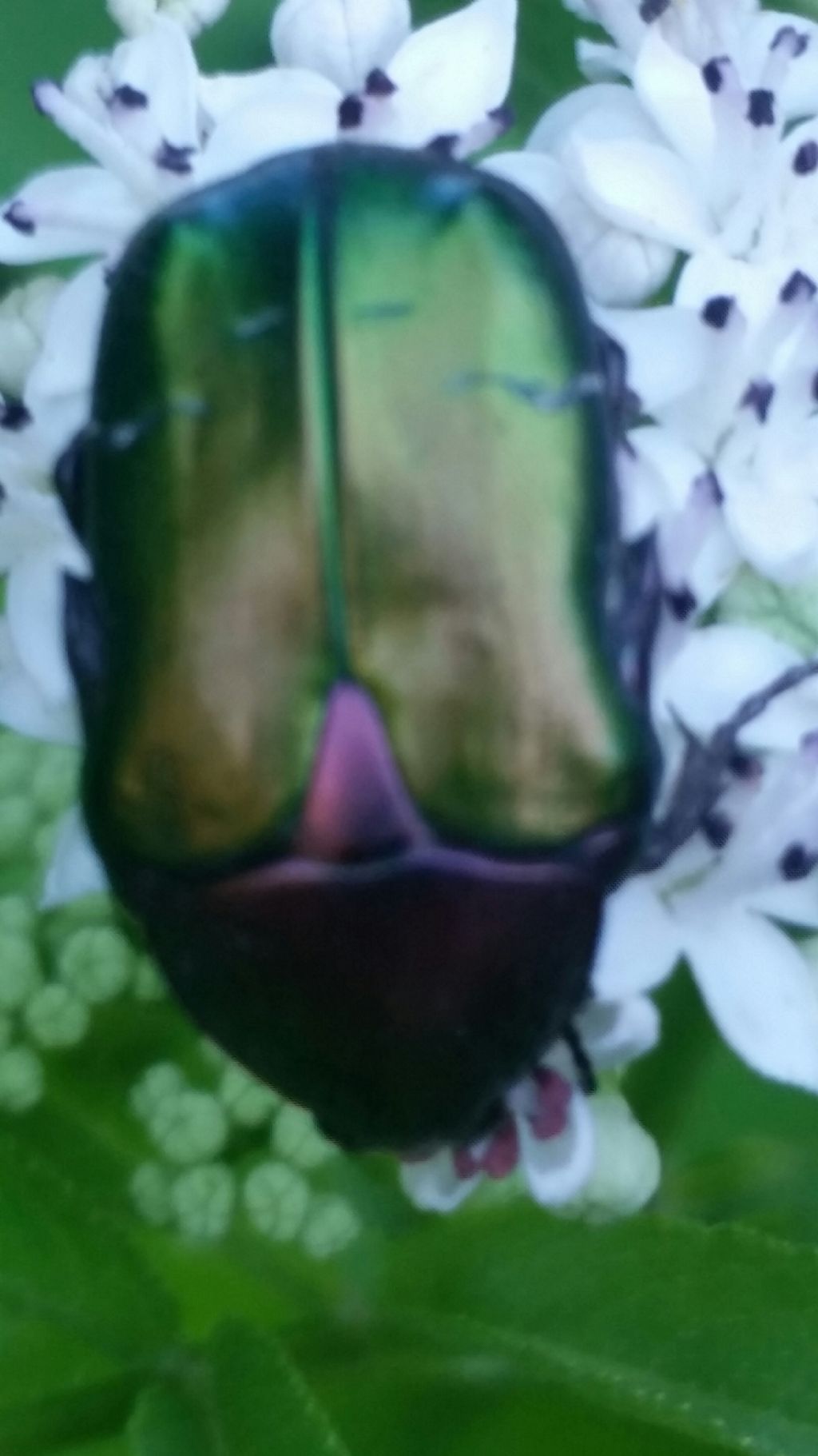 Scarabeo ?  No, Cetoniidae: Cetonia aurata pisana
